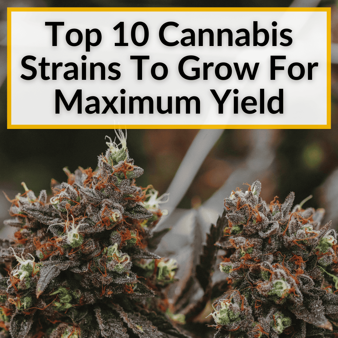 Top 10 Cannabis Strains To Grow For Maximum Yield