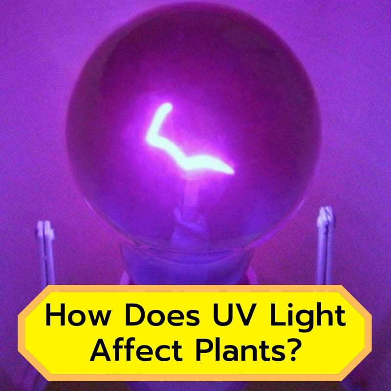 how ultraviolet light affects plants