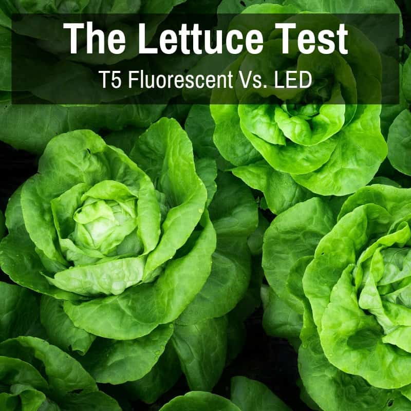 lettuce test of grow lights