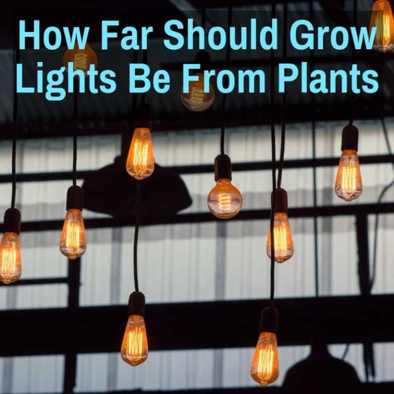 How Far Should Grow Lights Be From Plants (HID, LED, T5)