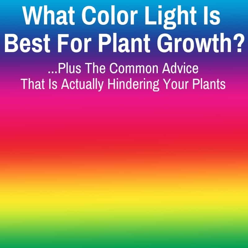 What Color Light Do Plants Grow Best In?