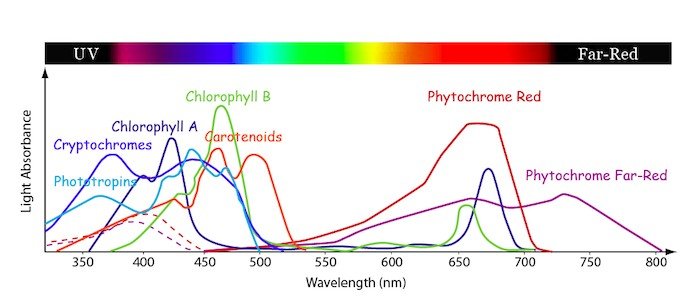 Absorption spectra for plants