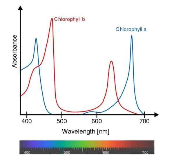 Action Spectrum For Photosynthesis