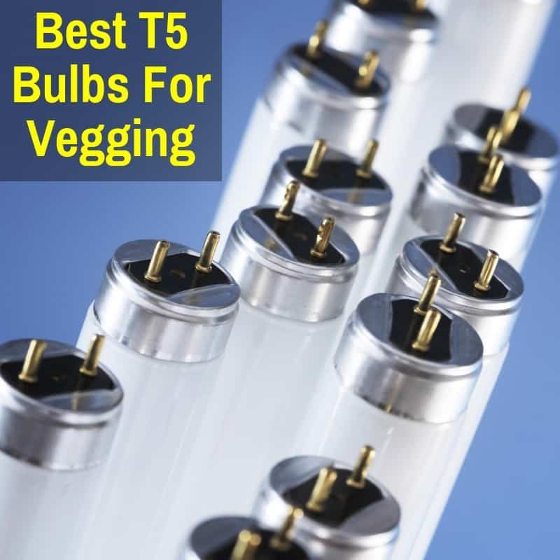 Best T5 Bulbs For Veg Including Budget Fluorescent Tubes