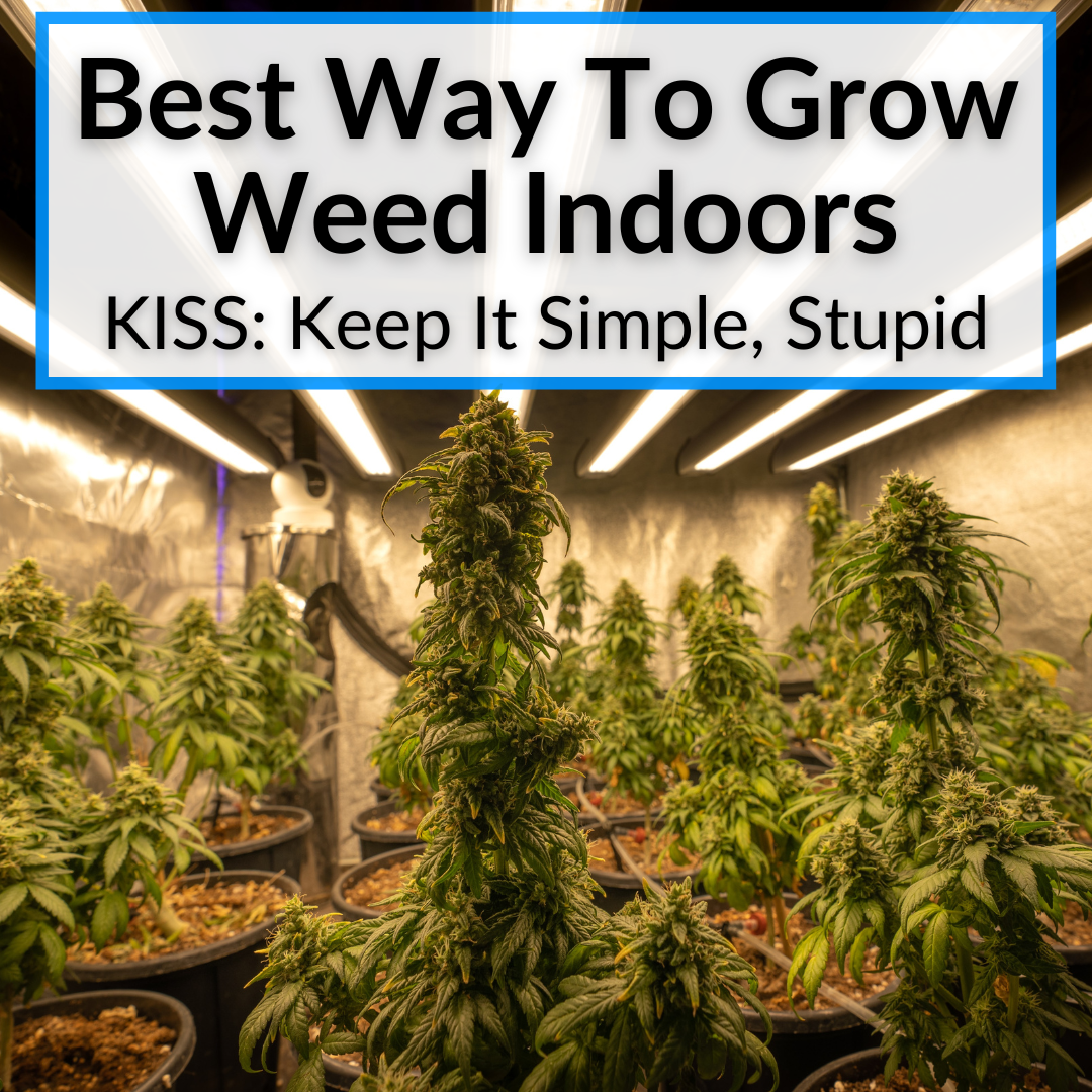 Best Way To Grow Weed Indoors