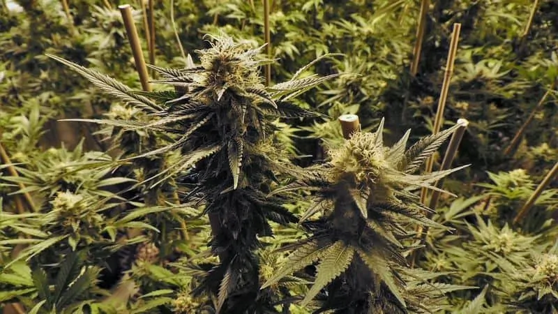 flowering cannabis
