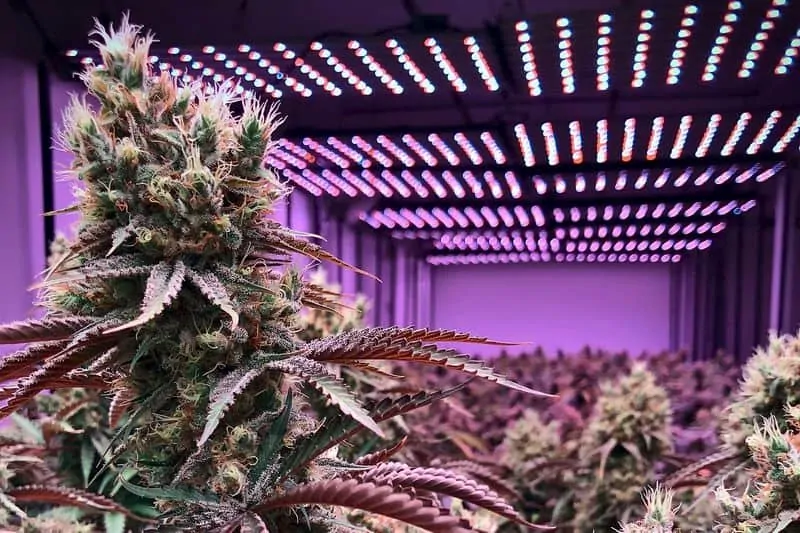 marijuana under grow lights