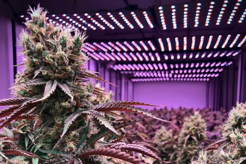 marijuana under grow lights