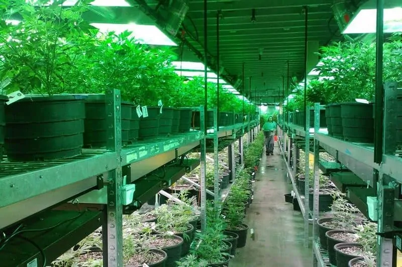grow room filled with weed plants