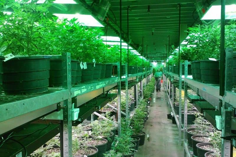 grow room filled with weed plants