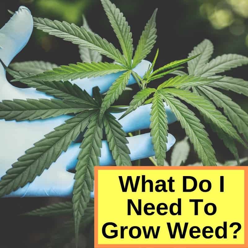 How To Grow Weed: The Organic Way Like The Pros