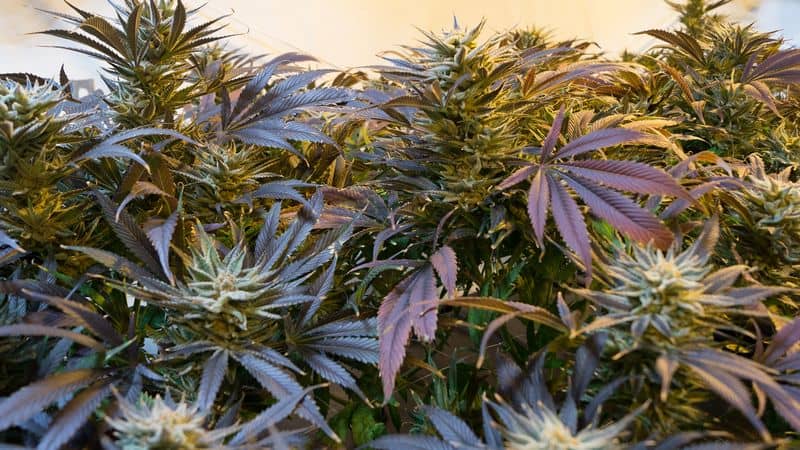 overgrown cannabis from nutrients