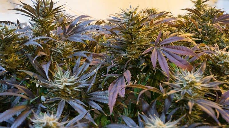 overgrown cannabis from nutrients