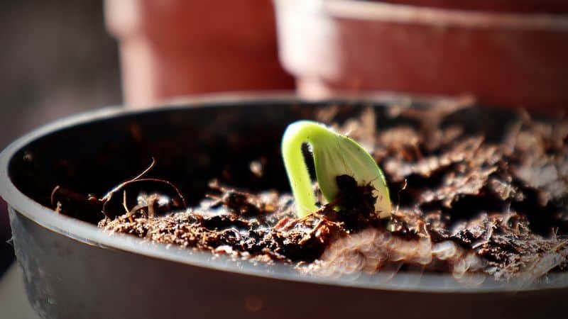 a marijuana seedling