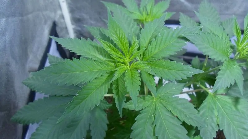 Growing marijuana indoors without artificial light
