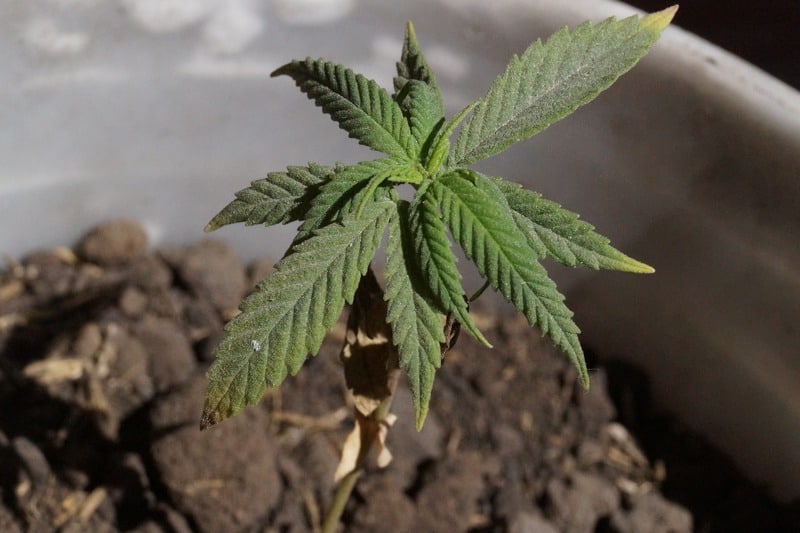 cannabis growing in soil and pot
