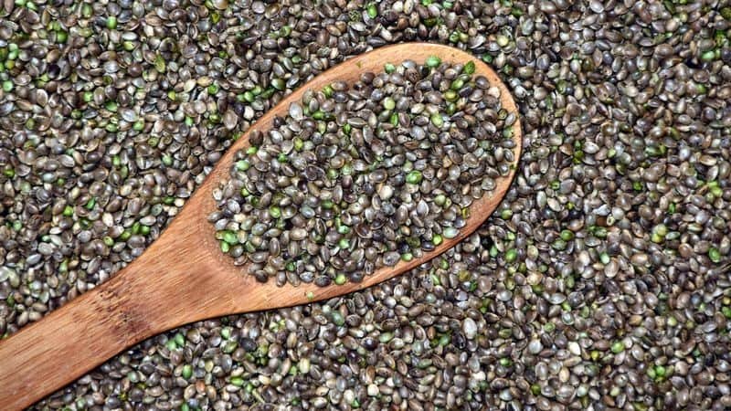 cannabis seeds