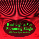 Best Light For Flowering Stage