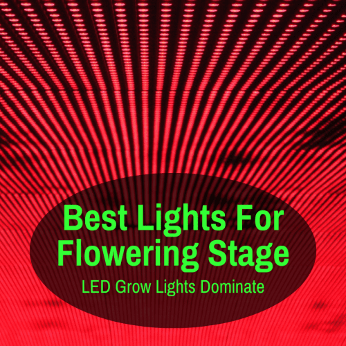 Best Light For Flowering Stage (LED Grow Lights Dominate Bloom Stage)