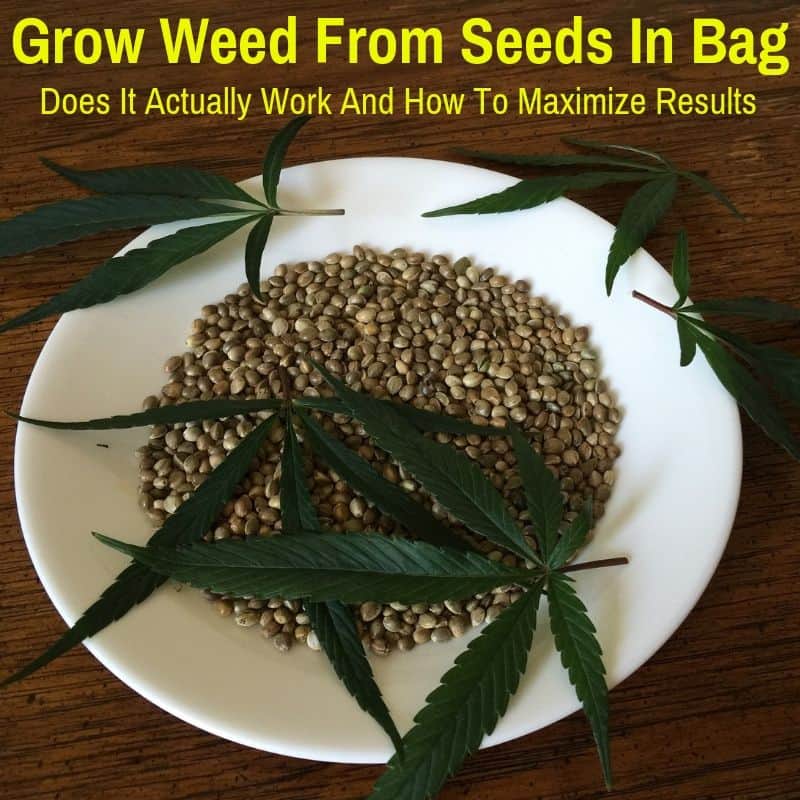 Grow Cannabis, Organically: Soil, Seeds ...