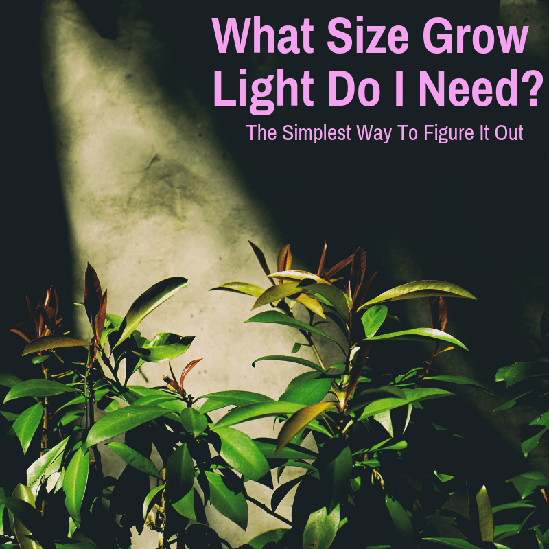 What Size Grow Light Do I Need? (The Simplest Way To Figure It Out)