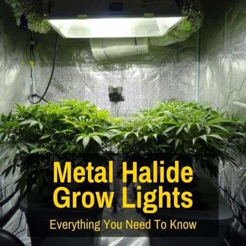 Metal Halide Grow Lights (Everything You Need To Know)