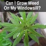 Marijuana plant growing on a windowsill