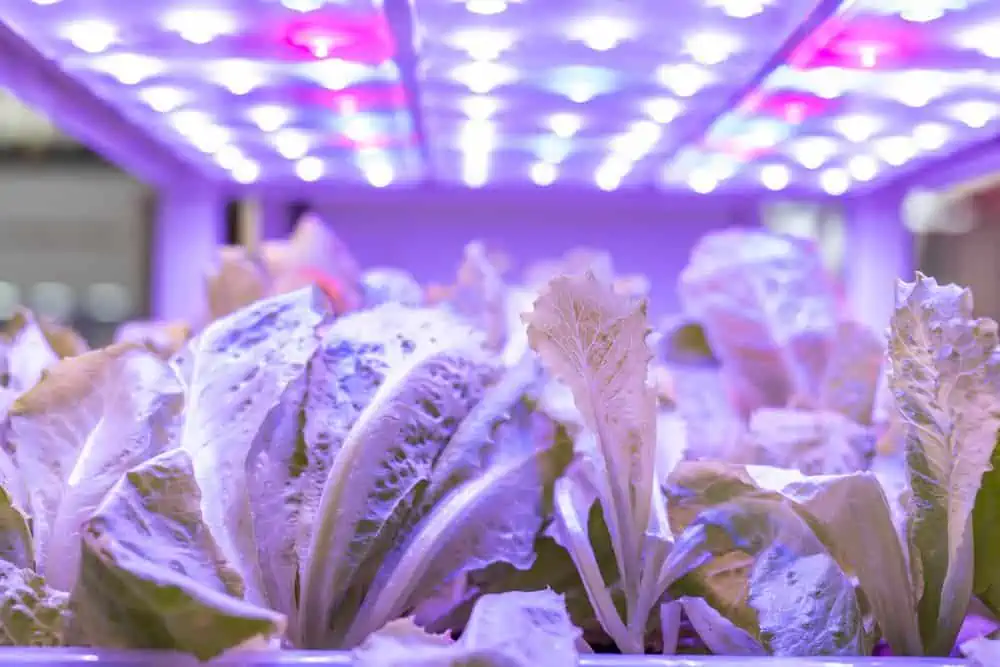 led grow lights over indoor lettuce plants