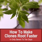 Making clones root faster
