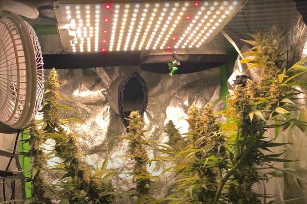led grow light above marijuana plants