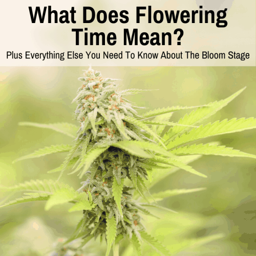 What Does Flowering Time Mean? (Plus All Essentials Of The Bloom Stage)