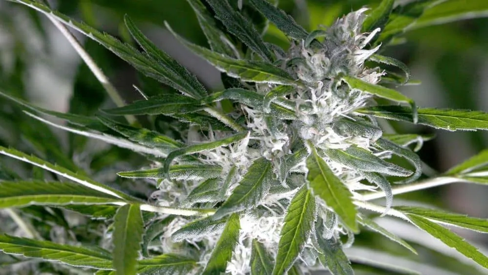 A flowering cannabis plant with a large bud