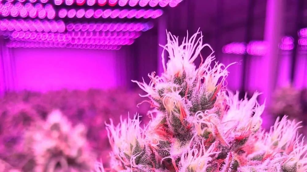 Led grow light above a bloom stage weed plant