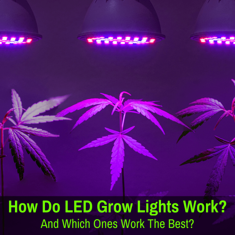 How Do LED Grow Lights Work? (And Which Work Best?)