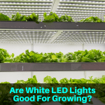 White LED lights growing plants
