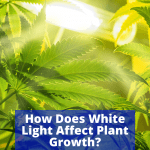 White light affecting plant growth