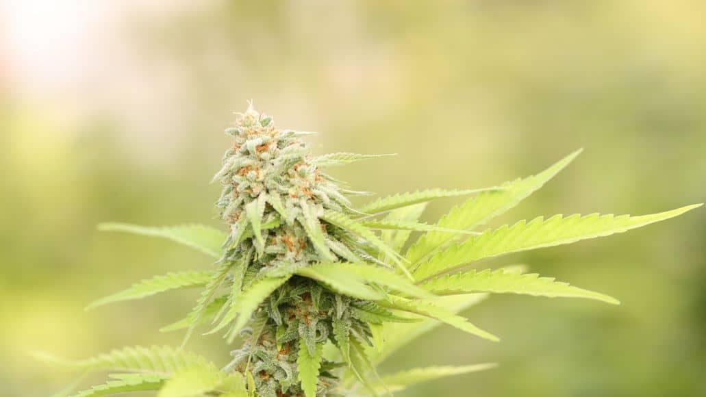 White light shining on cannabis plant