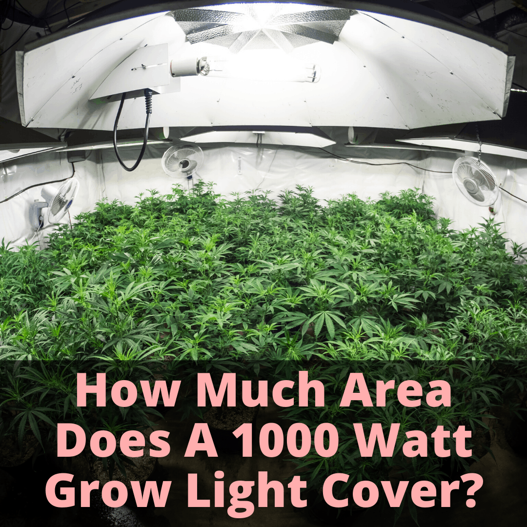 Coverage area of 1000 watt grow light 