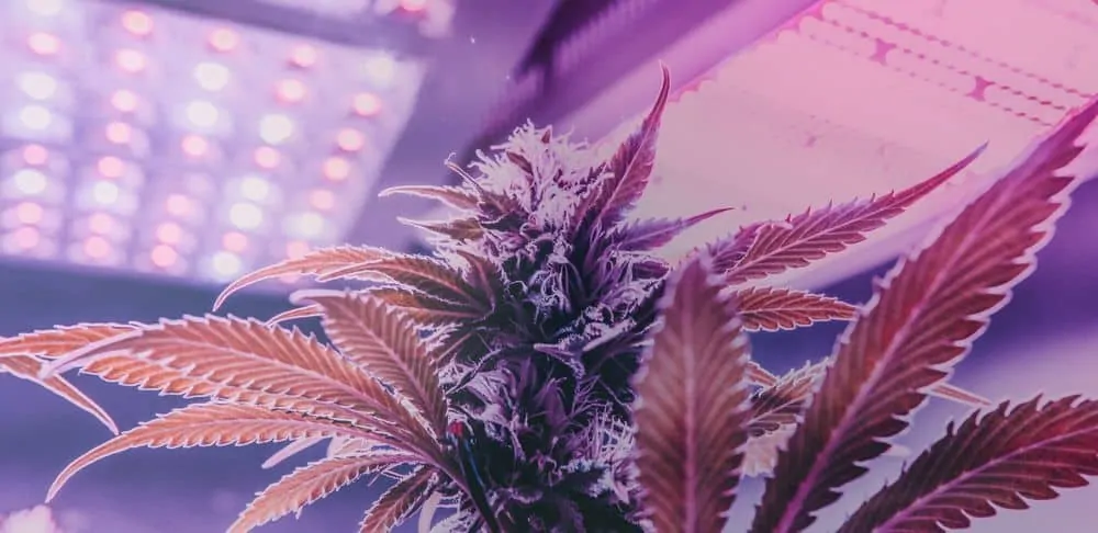 marijuana plant under LED grow lights