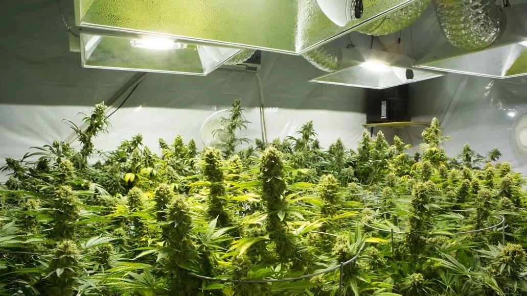 HID grow lights above cannabis