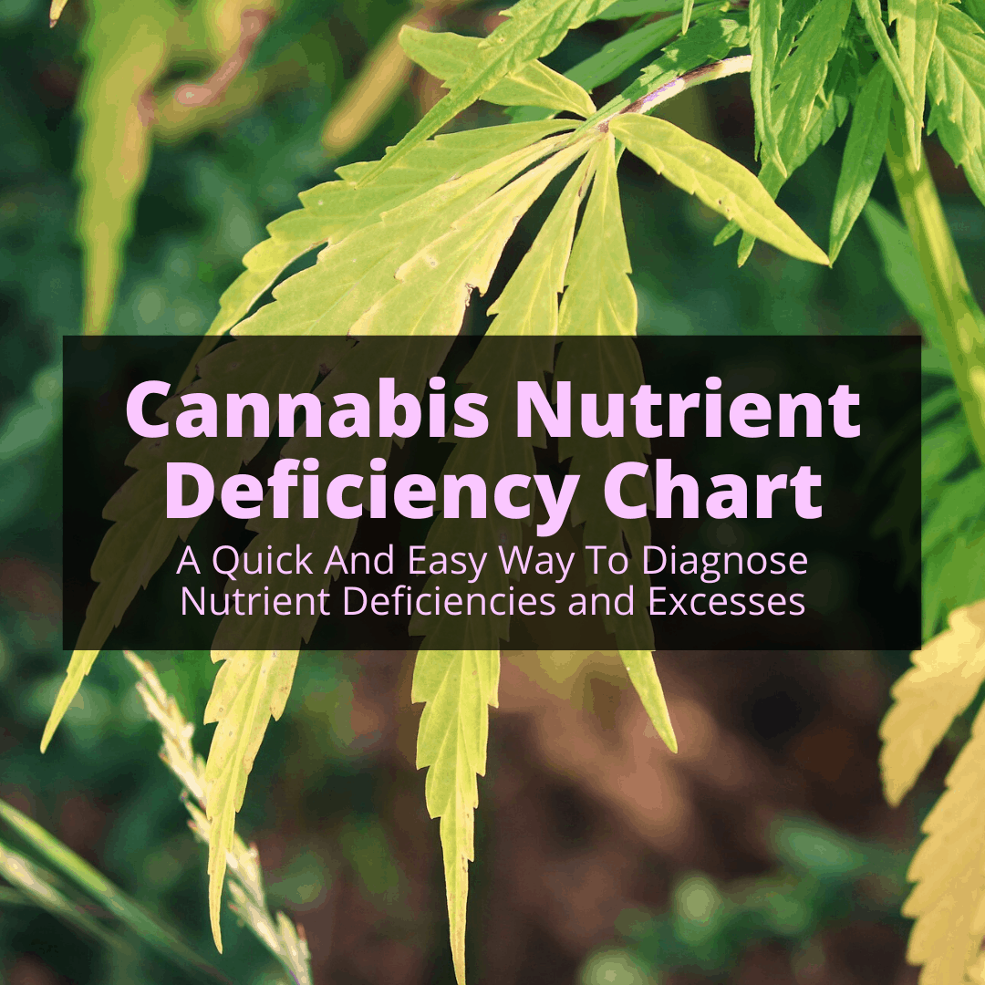 Marijuana Deficiency Chart