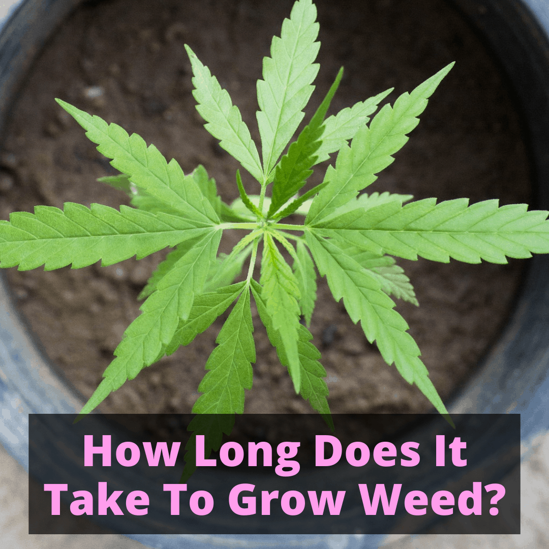 How Long Does It Take To Grow Weed? (And How To Speed It Up)