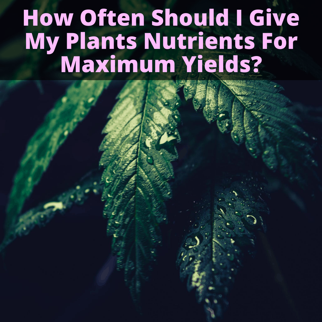 How Often Should I Give My Plants Nutrients (For Maximum Yields)?