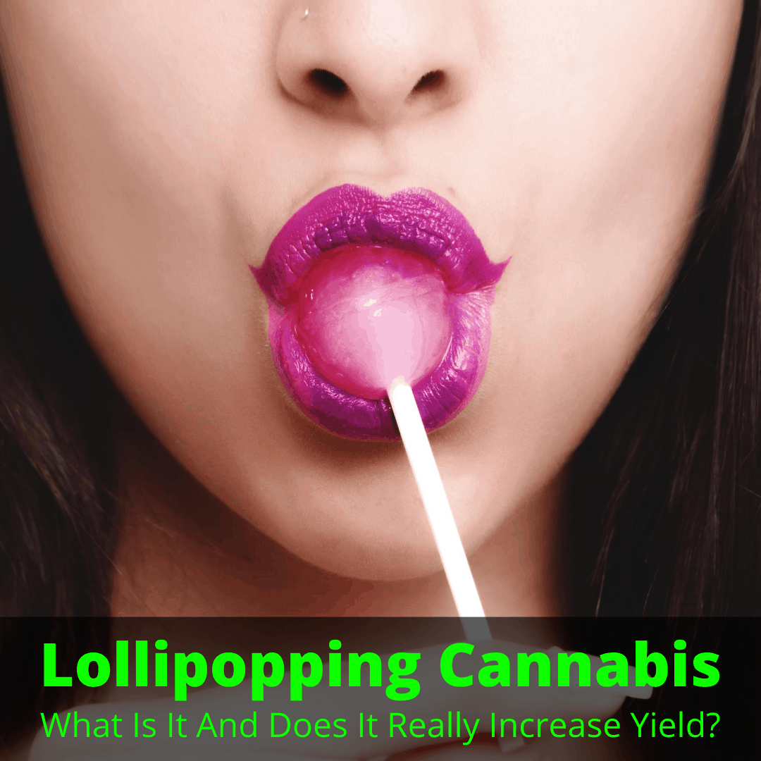 Lollipopping Cannabis