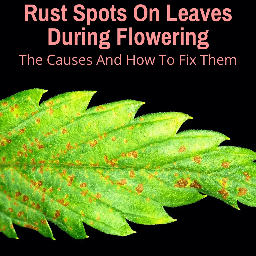 Rust Spots On Leaves During Flowering