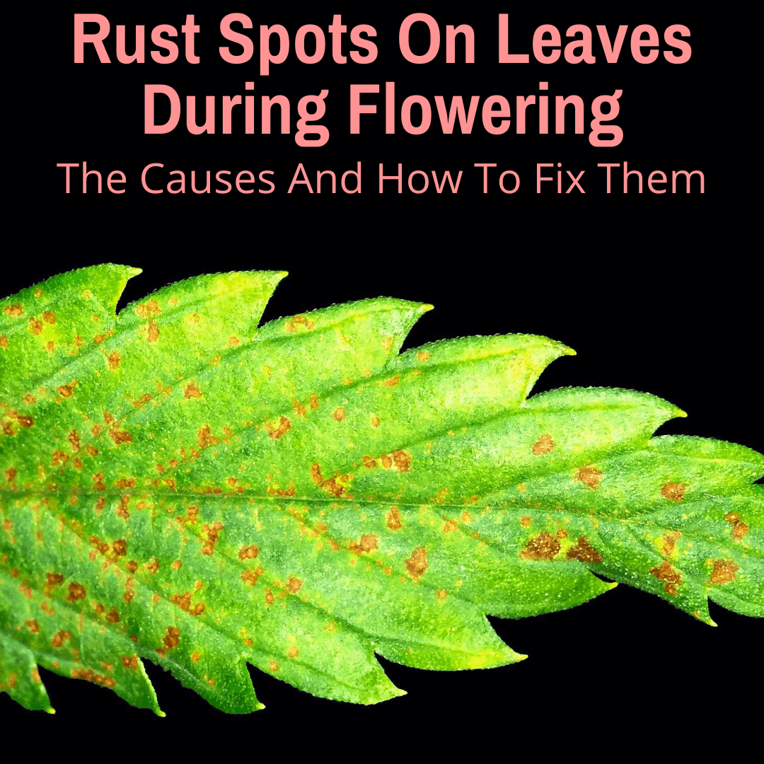 Rust Spots On Leaves During Flowering The Causes And How To Fix Them Grow Light Info