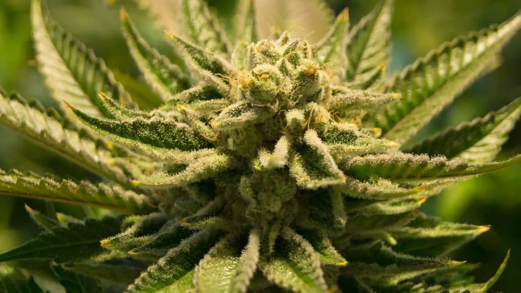 Flowering female cannabis bud