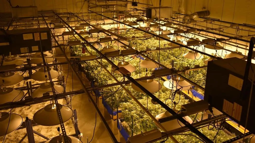 large marijuana grow room