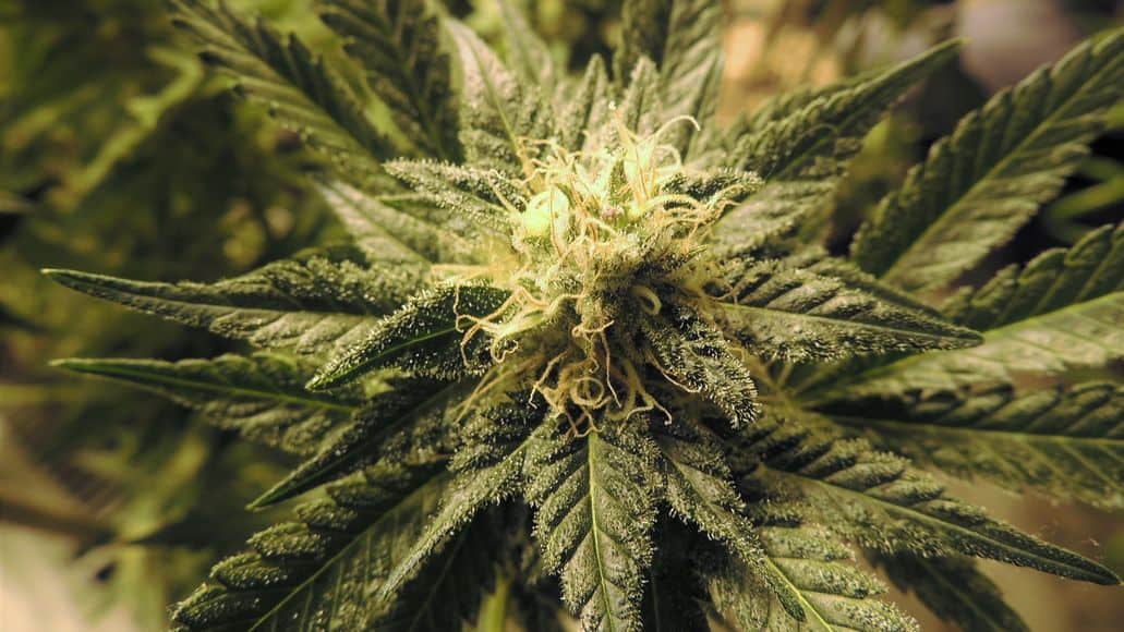 Make cannabis grow faster