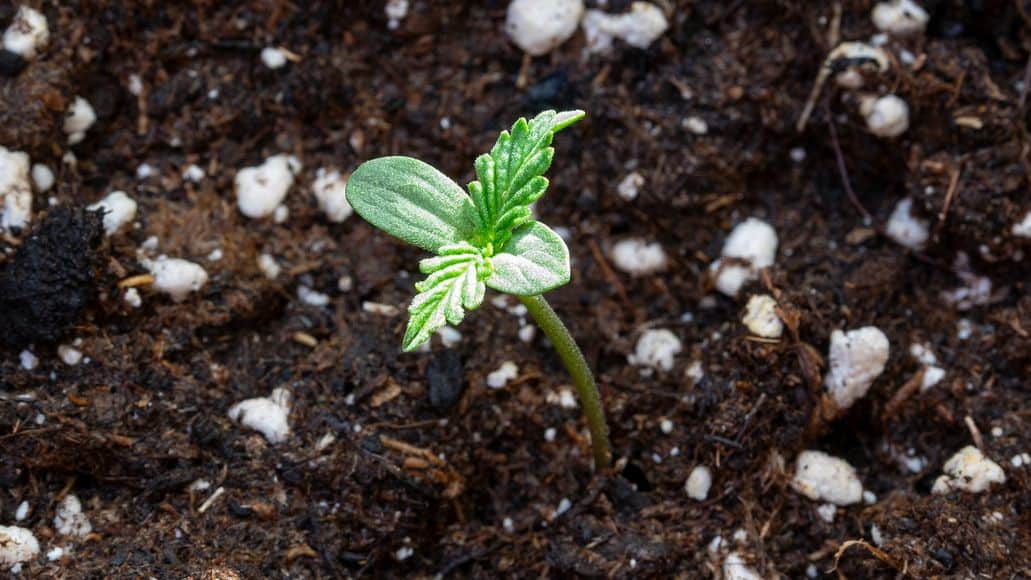 germinated cannabis seedling